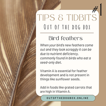 Close up of bird feather on beige background with text regarding the importance of Vitamin A to proper feather development.
