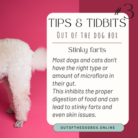 Stinky Pet Farts: The Role of Microflora in Gut Health