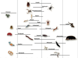Analisi Pedofauna nel Suolo