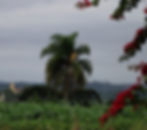 Café - Campo Ila