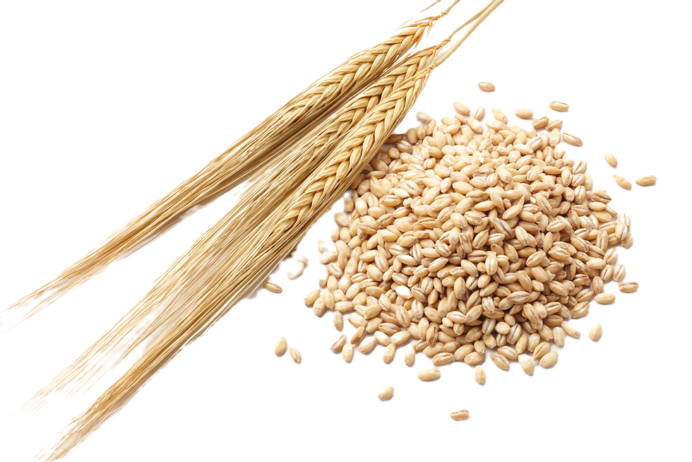 BARLEY
