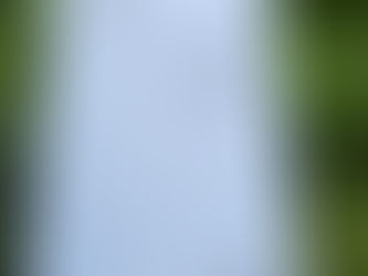 « Dans la chambre forêt » de Chiara Mezzalama aux éditions Les Presses de la Cité