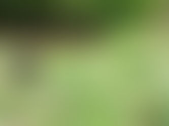 A medvék és a nagy medvevadász balladája