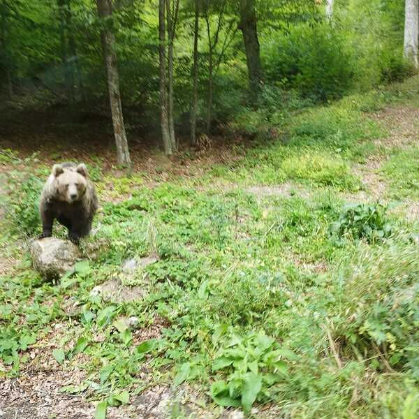 A medvék és a nagy medvevadász balladája