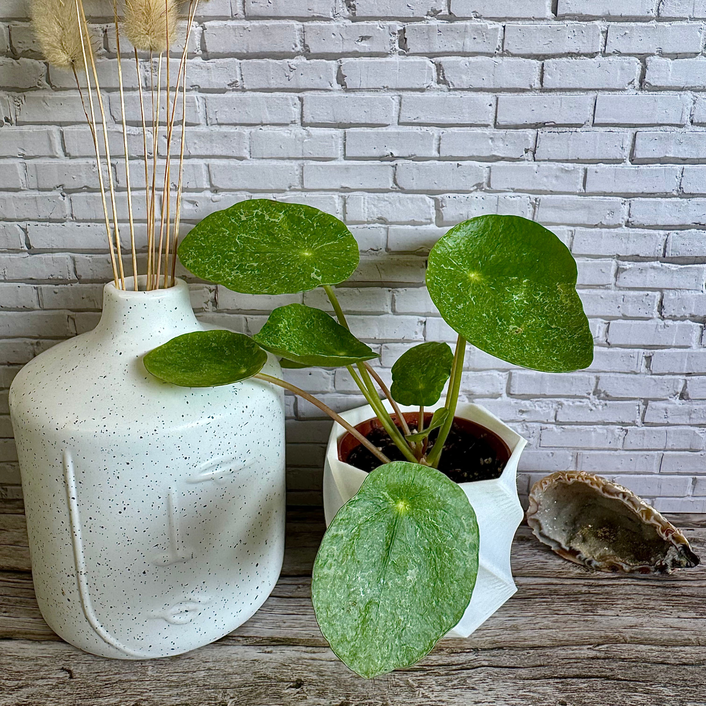 Pilea Sugar