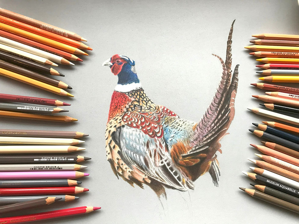 Thumbnail: Pheasant Blank Greetings Card