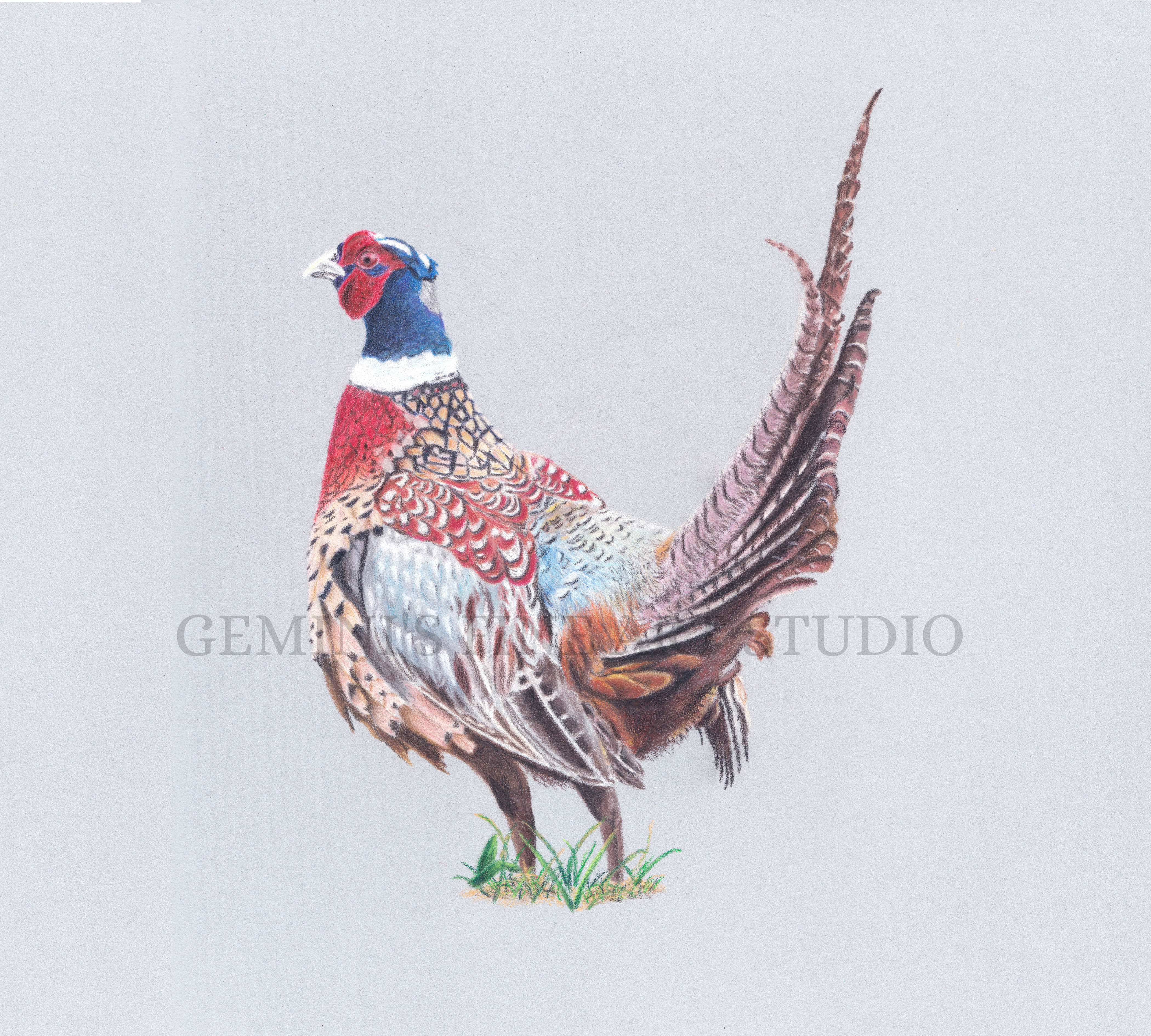 Pheasant Signed Original A3