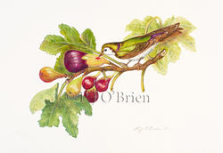 Violet - Green Swallow and Fig.jpg