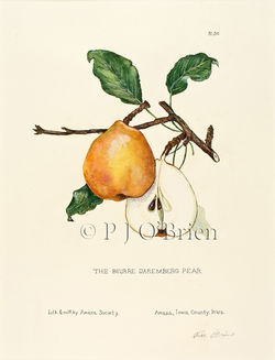 Classic Daremberg Pear.jpg