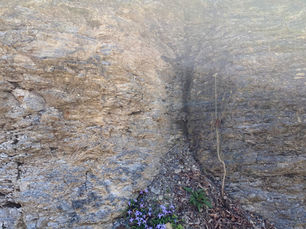 Beautiful Growth out of the Rocky Parts