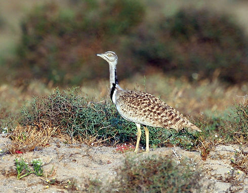 Fuerteventura Houbara Bustard photography by Hadoram Shirihai