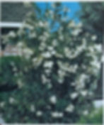 Perennials/ Woody Ornamentals