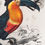 Thumbnail: Toucan "Old Money" (Altered Art Print)