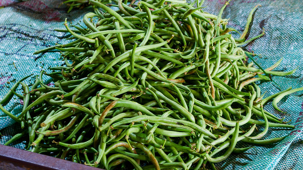 Phaseolus vulgaris