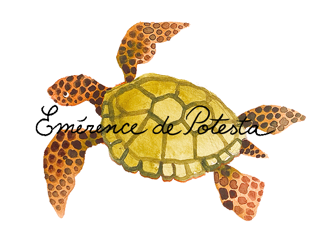turtle_5(watermarked).gif