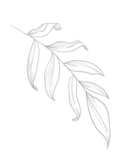 hojas-03.png