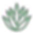 Maguey