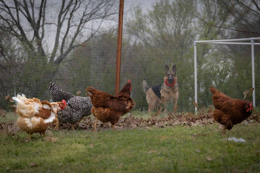 Backyard chickens now part of TX 88th Legislative Session