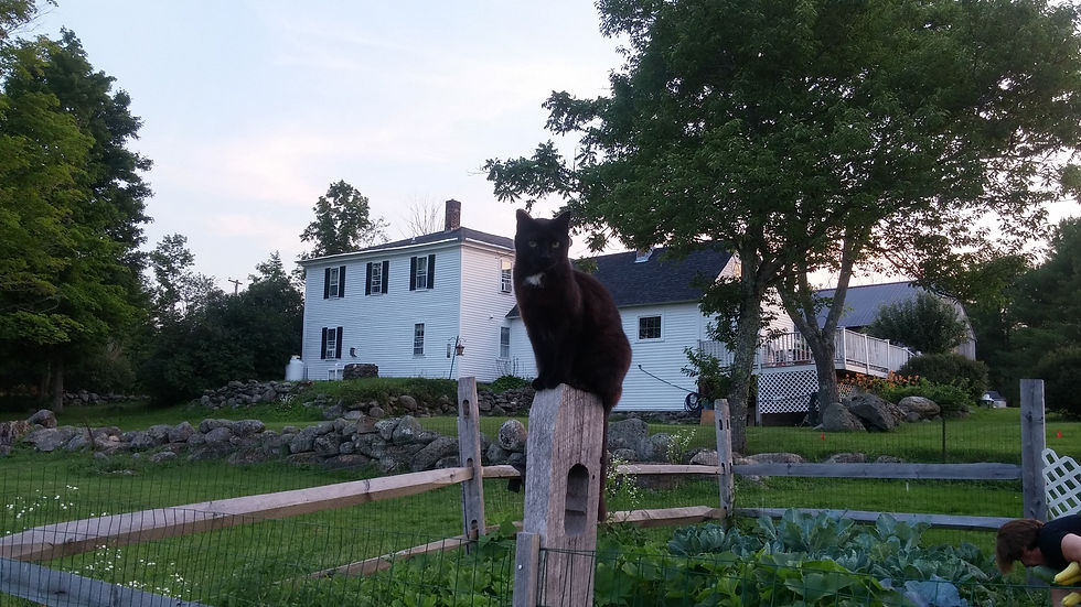 Barn cat