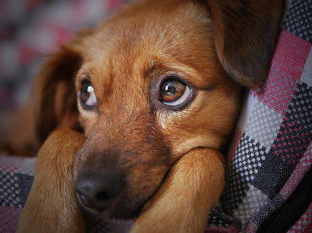 Pets: A new kind of family? Pets Are Gradually Being Assimilated into Families
