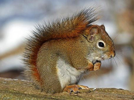 Some Animals Exhibit Thievery Traits: Animals known for being thieves.