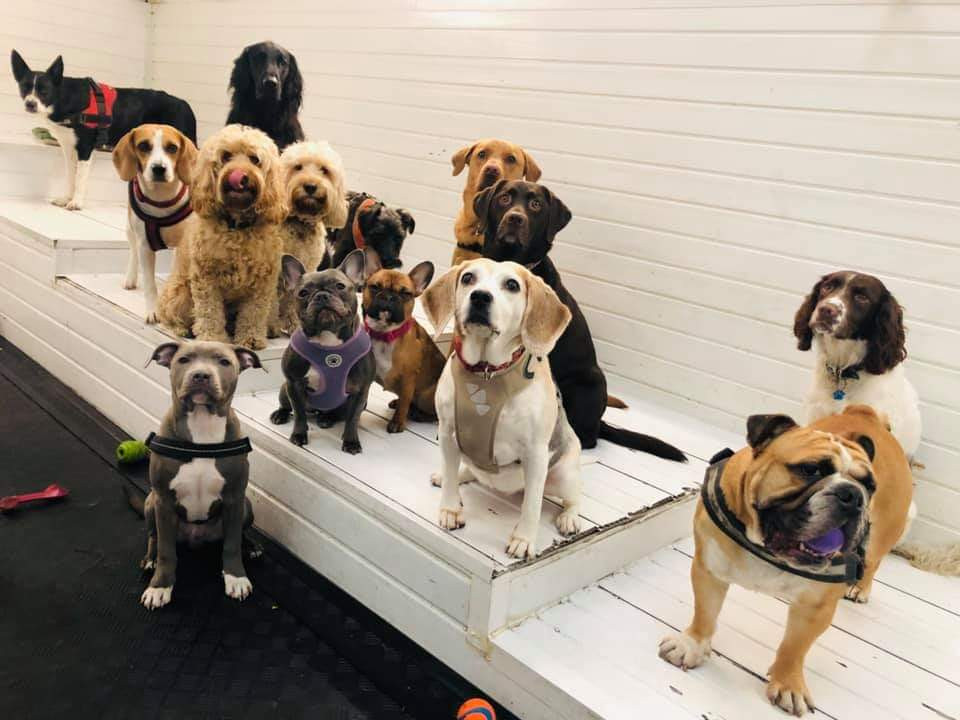 The Dawg House