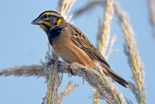 Black-breasted Weaver