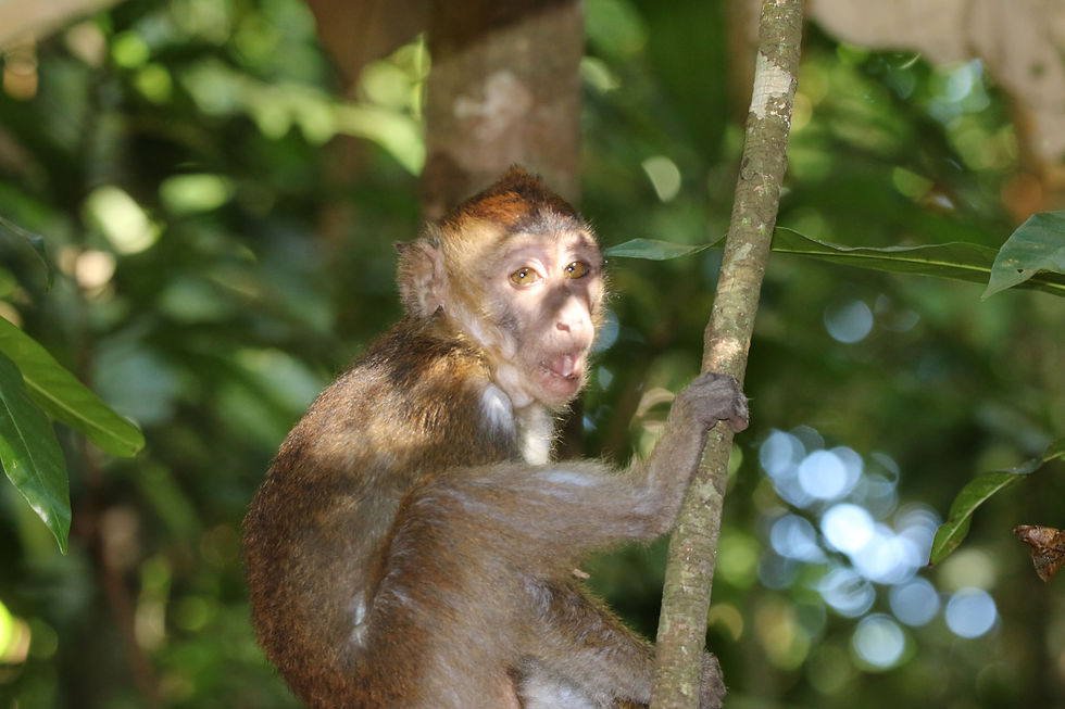 Long-tailed Macaque in Puerto Princesa Subterranean River National Park