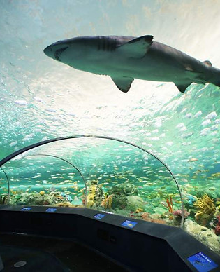 ripleys-aquarium.jpg