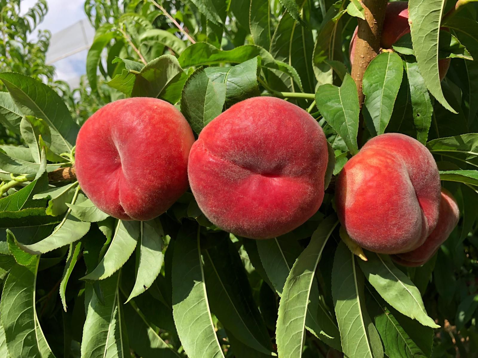 Babylone Yassı Şeftali