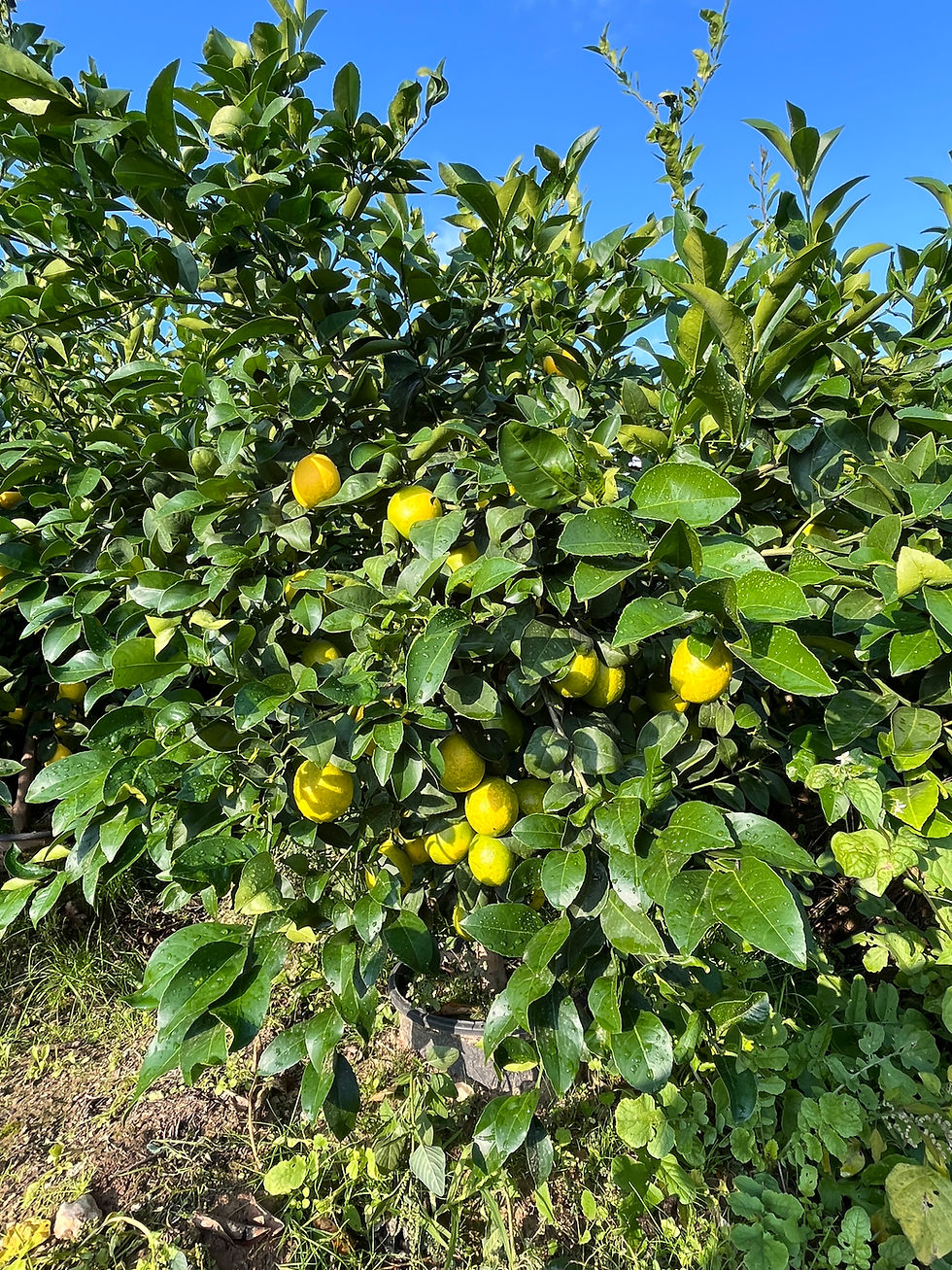 Küçük resim: Mayer Limon