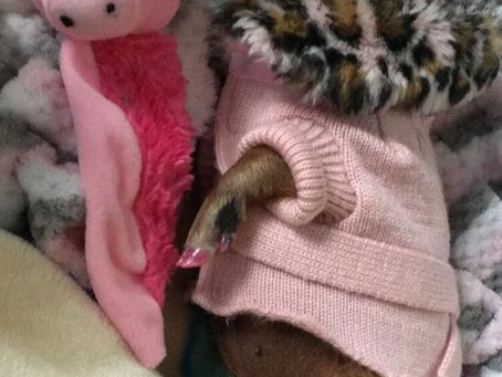 Post a picture for a chance to win a year supply of Heartgard! Meet the Cutest Pet Contest Winner fo