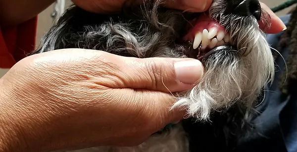 Pet Dental Care Marietta Ga Town Country West Veterinary Clinic