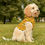 Thumbnail: Ainbow Chevron Pet Hoodie — Pride-Inspired Striped Dog & Cat Sweater