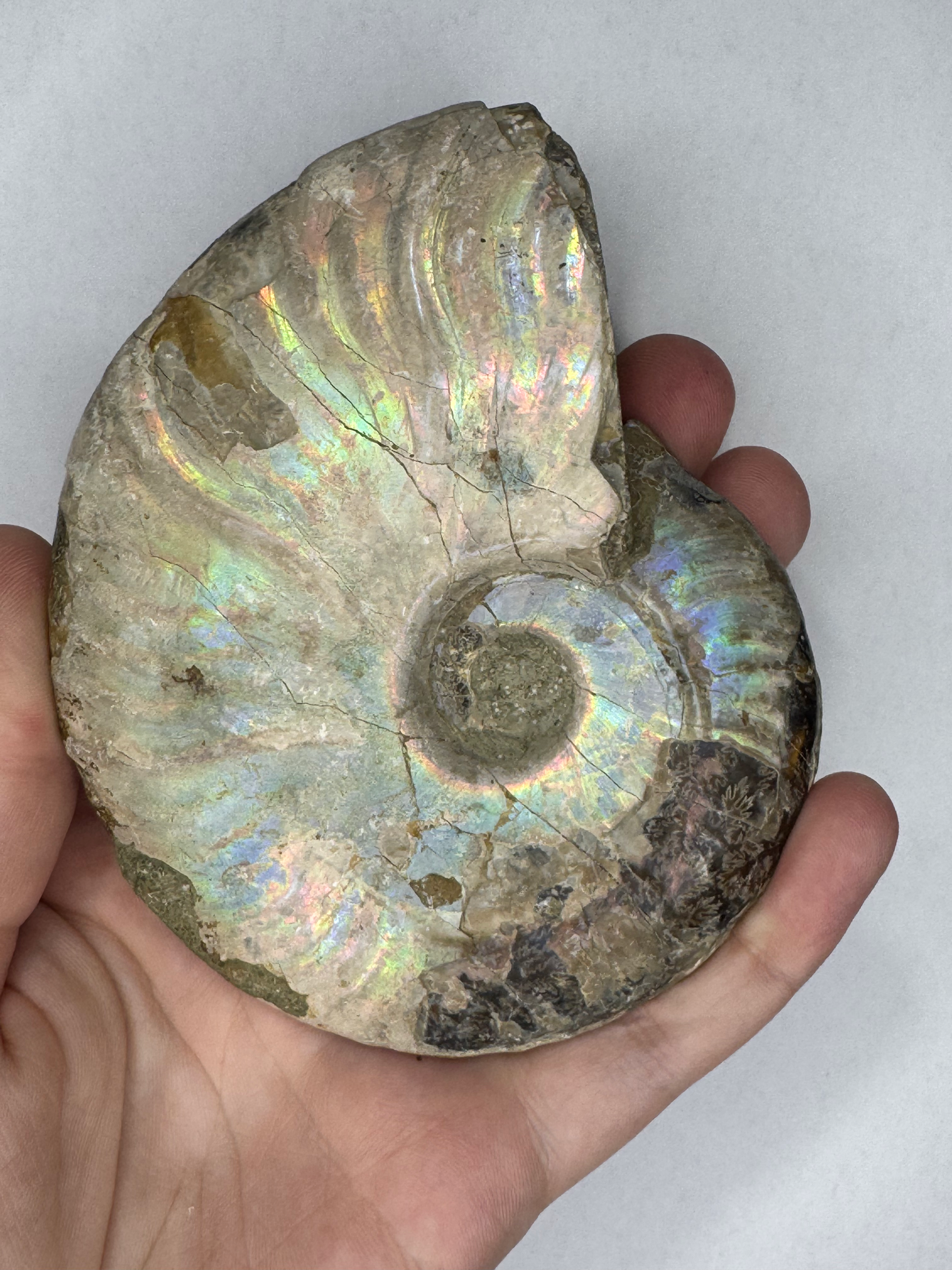 Natural iridescent ammonite fossils comes with stand 278g ias3