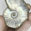 Thumbnail: Natural iridescent ammonite fossils comes with stand 69g ias22