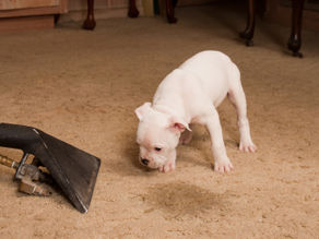 Understanding Odor Control. Did You Know…Odor Is A Gas?