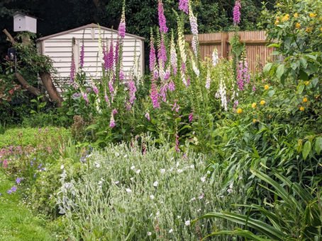 Life Lessons from Nature: Foxglove Fiasco