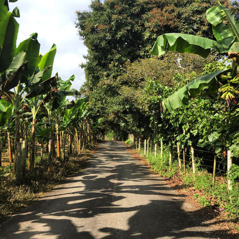 Internal roads that allow the transportation of agricultural production and connect towns and villages
