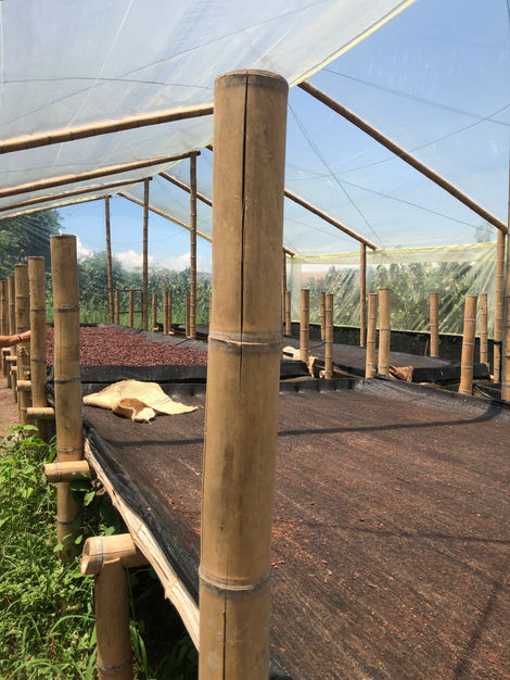 The sun cocoa is carefully dried with a good time and temperature that does not exceed 50 ºC, stirring it constantly, resulting in better quality, finer shape and a more beautiful and clear color.