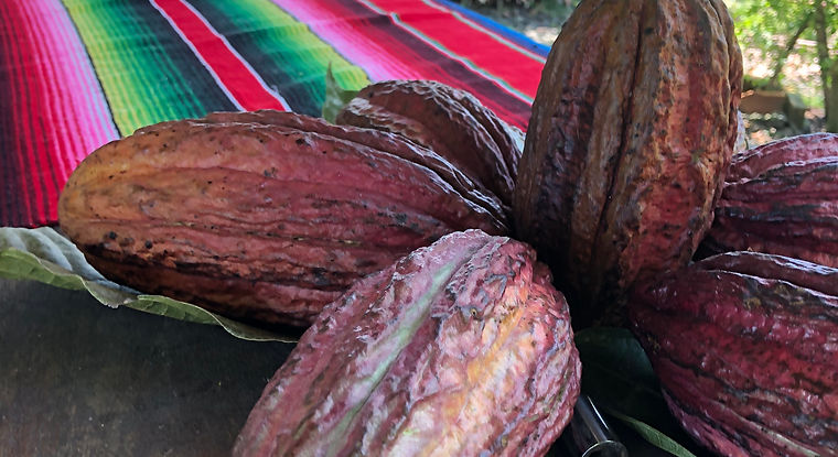 Experiencia de cacao