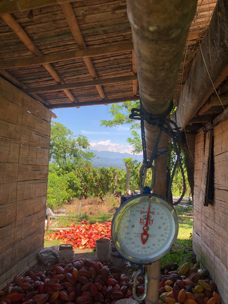 Ramada where the first collection of the cocoa that arrives from the crop is made, to weigh it.