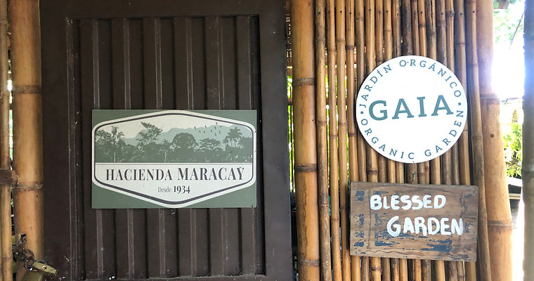 Experiencia de cacao