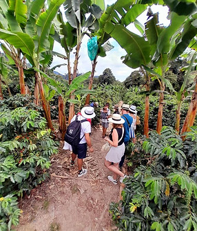 Viajeros caminando por los extensos cultivos de café de la hacienda