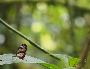 Butterflies' sense of smell is in their antennae, which allows them to recognize each other. Sight allows them to distinguish most colors and different intensities of light.