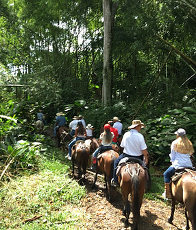 Cabalgata privada y segura, un recorrido dentro de haciendas  privadas atraviesa lagos, ríos, diversos tipos de cultivos, guaduales extensos, zonas ganaderas