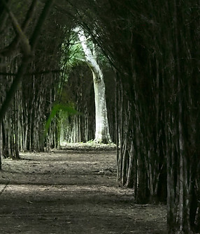 Túnel formado por diferentes tipos de guadua