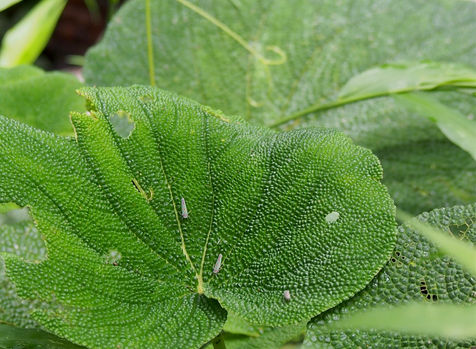 It collects rainwater that it saves for times of less rain, offering humidity to its surroundings.