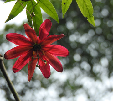 Passiflora manicata, flor silvestre , se encuentra en la orilla del rio Otún, Santuario de fauna y flora Otún Quimbaya, Eje Cafetero Colombia