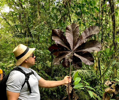 These trees reach 30 meters in height and have a whitish trunk, with marked nodes and pibecent upper nodes. With lobed and peltate leaves.
